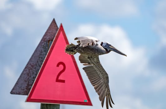 Brown Pelicans ignore signs