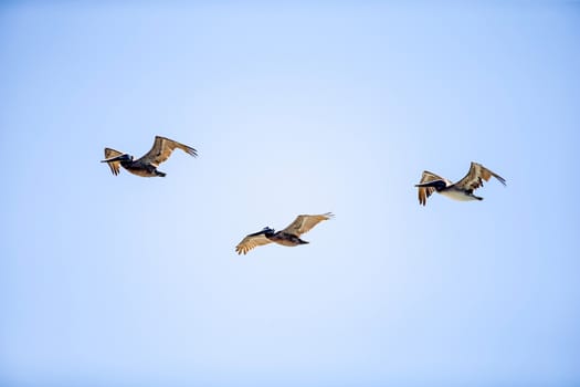 Flock of Brown Pelicans