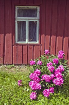 blooming beautiful peony flowers bush near summer farm wall