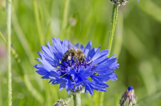 summer bee on beautiful blue cornflower