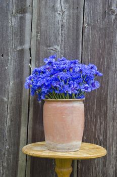 beautiful bouquet blue cornflowers in vintage ceramic clay pot jar