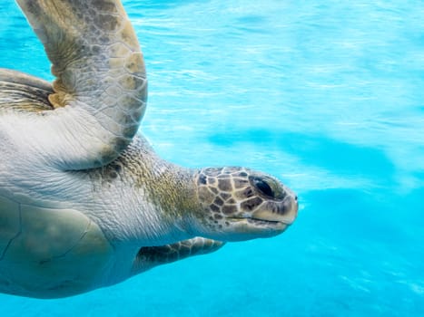 Green sea turtle under water