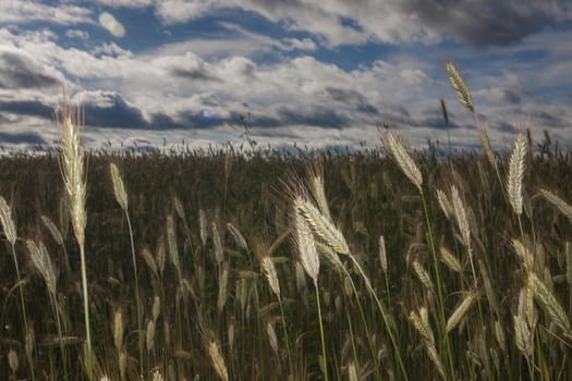 field of rye with cloudly sky 







field of rye with cloudly sky