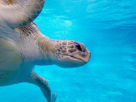 Green sea turtle under water