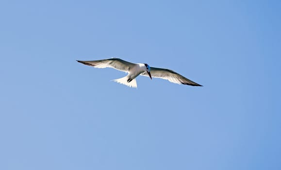 Caspian Tern flying by