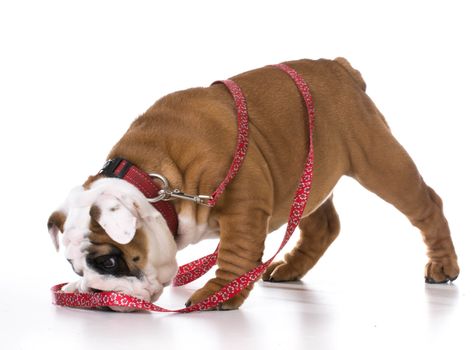 leash training a puppy - bulldog - three months old