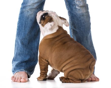 woman's legs with puppy looking up - bulldog