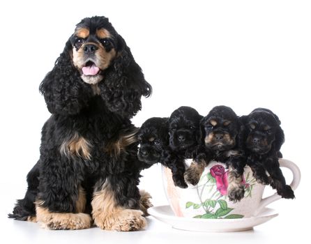litter of puppies - american cocker spaniel mom and pups in a teacup on white background