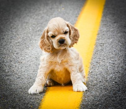 stray dog sitting on the road - cocker spaniel