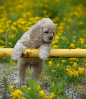 cute puppy - american cocker spaniel puppy with paws on metal fence