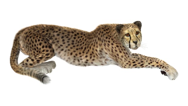 3D digital render of a big cat cheetah resting isolated on white background