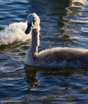 Young swan is swimming in the lake