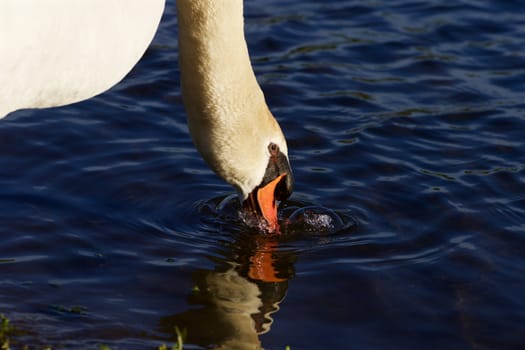 Beautiful calm swan is drinking the water from the lake