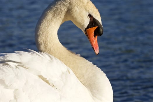 Noble mute swan near the lake close-up