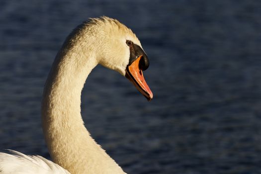 Beautiful portrait of the mute swan on the sunny evening
