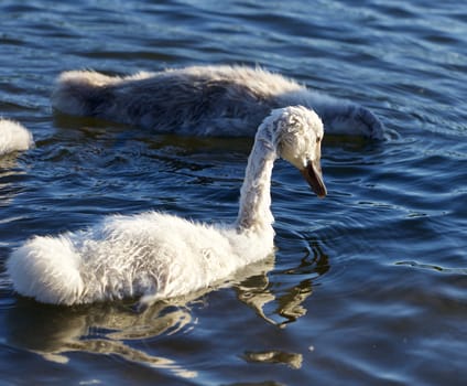 Funny young swan is swimming in the lake