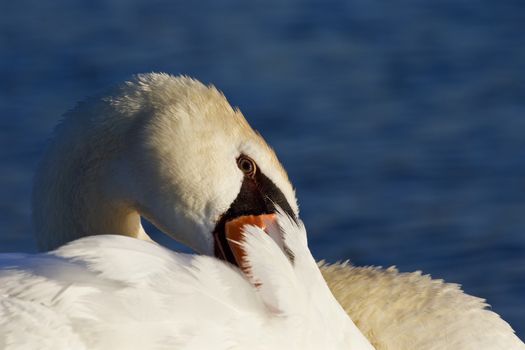 Hide-and-seek game from the mute swan