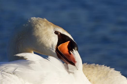 Very beautiful close-up of the mute swan cleaning his feathers