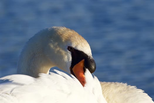 Beautiful close-up of the mute swan on the sunny evening near the lake