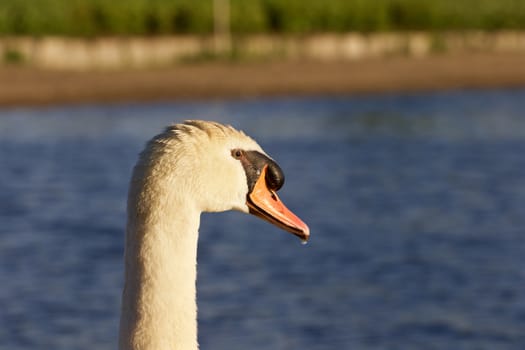 Beautiful mute swan is looking somewhere on the lake