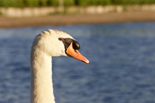 Beautiful portrait of the mute swan near the lake