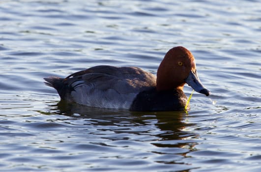 Redhead duck is swimming in the lake