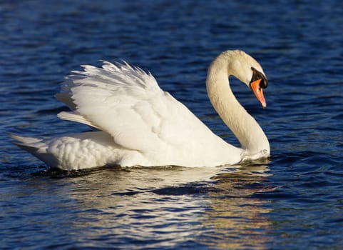 Very beautiful mute swan on the sunny evening