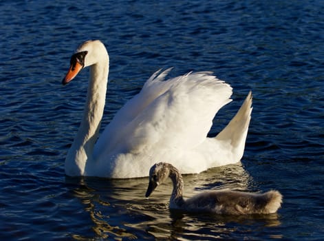 Mother-swan with her son are swimming in the lake