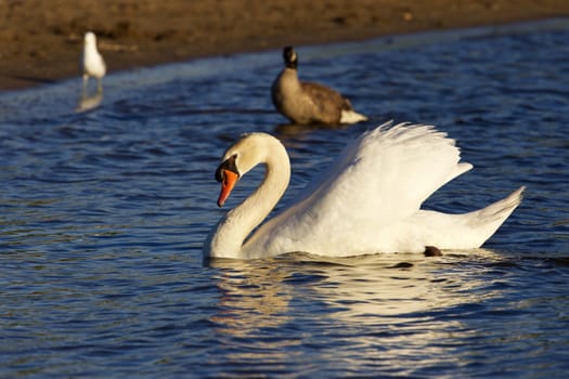 The background with the swan swimming near the beach