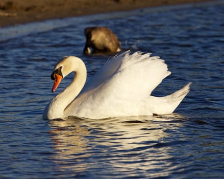 The beautiful mute swan swimming in the lake on the sunny evening