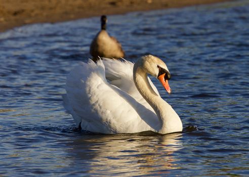 The strong mute swan is swimming in the lake