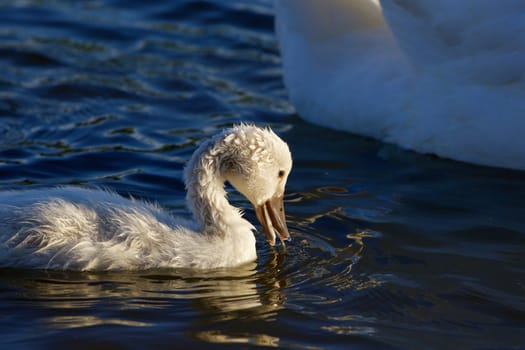 The funny young chick of the mute swans is drinking the water