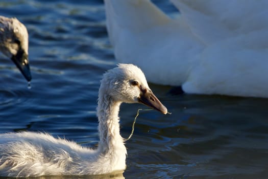 The young mute swan is swimming and eating the algae