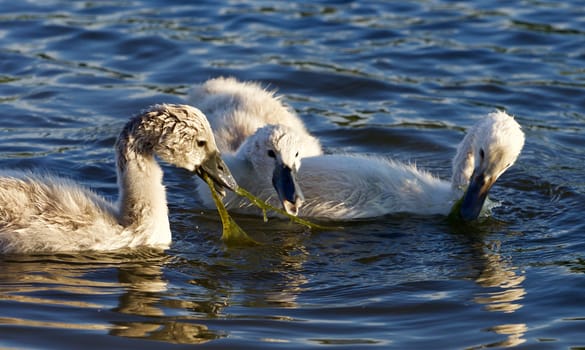 Three young swans are sharing the algae in the lake