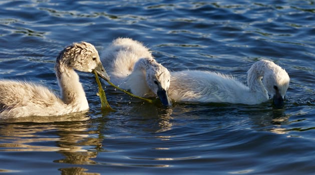 Funny young swans are trying to divide the algae in the lake