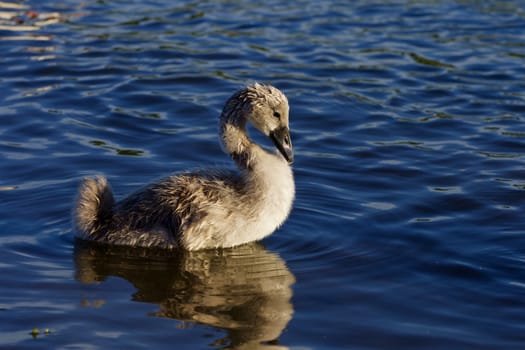 Beautiful background with the young mute  swan