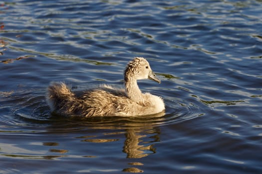 The young swan is swimming in the lake on the sunny evening