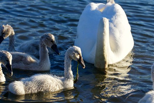 The young swans are eating the algae in the lake