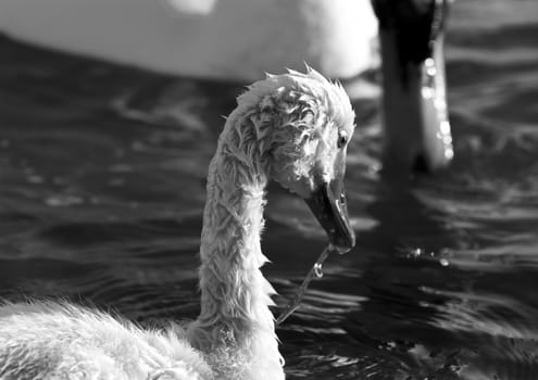 Beautiful black and white close-up of the young mute swan