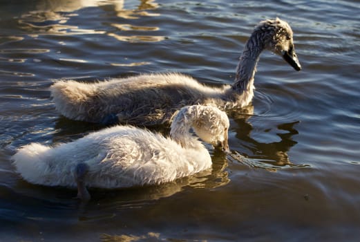 Two young mute swans are swimming together