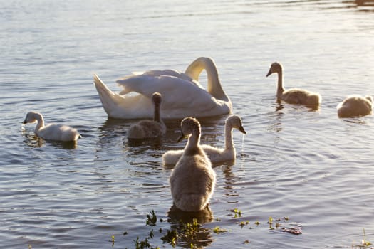 Very beautiful background with the family of young mute swans on the sunny evening