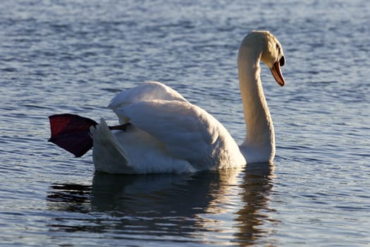 The strong beautiful mute swan is swimming with his leg up