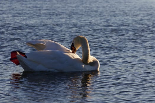 Beutiful mute swan is cleaning his feathers while swimming in the lake