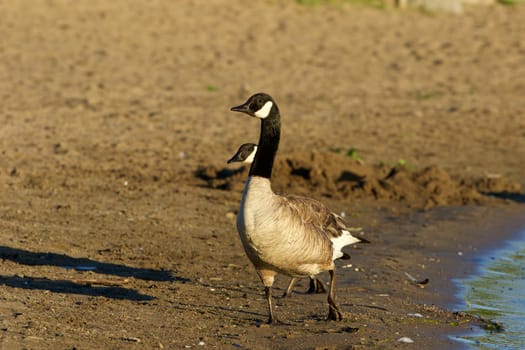 Beautiful young Canada goose on the beach