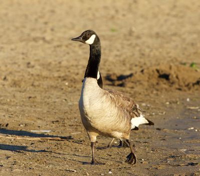 Beautiful close-up of the Canada goose on the beach on the sunny evening