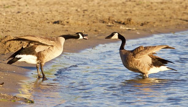Funny expressive talk between two Canada geese on the beach