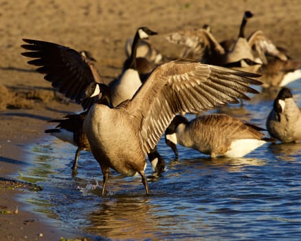 Beautiful Canada goose spreads his strong wings on the beach on the sunny evening