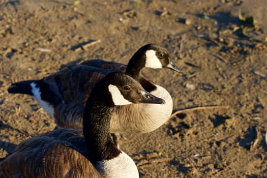 Close-up of two beautiful young Canada geese on the beach