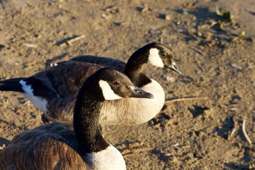 The portrait of the cute beautiful Canada goose on the sunny evening