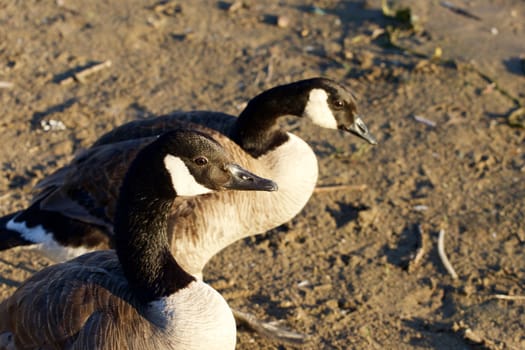 Beautiful close-up of a pair of young Canada geese